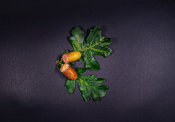 Acorns lying on acorn leaves in flat lay autumn decorative composition