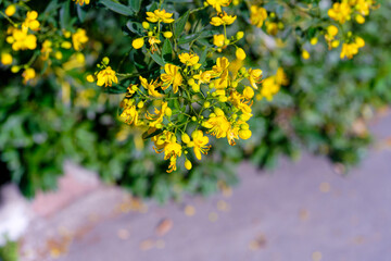 yellow flowers in the garden