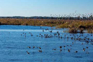 geese in flight