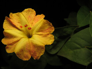 Mirabilis jalapa, is a species of herbaceous plant of the genus Mirabilis