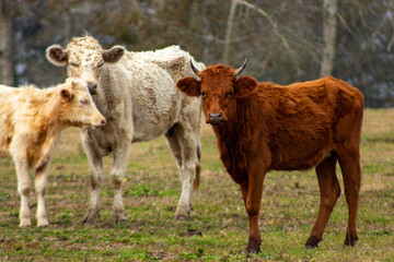 cows in a field
