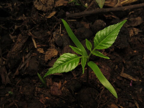 jobo plant, tree bud photography
