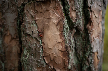 Orange beetle on the bark of a tree in the forest - Arboretum in Poland