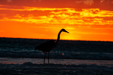 flamingo at sunset
