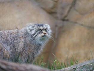 otocolobus manul