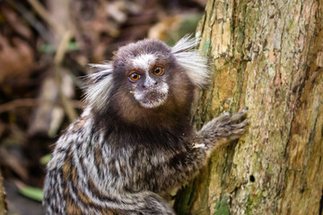 White-tufted marmoset monkey in a tree