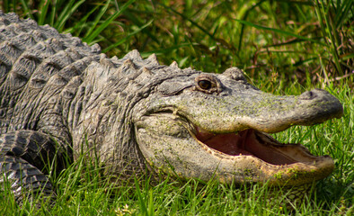 alligator in the everglades