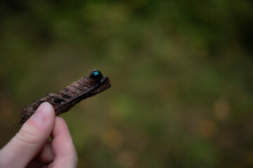 Blue beetle in the forest - Autumn
