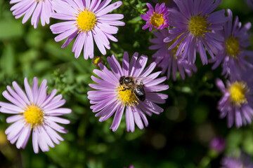 Obraz premium Beautiful honey bee on Aster flower on a sunny autumn day in the garden. Natural background concept. Close up, selective focus