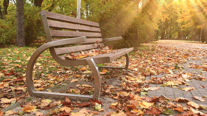 a bench in the autumn park lit by the soft rays of the sun
ławka w jesiennym parku oświetlona delikatnymi promieniami słońca