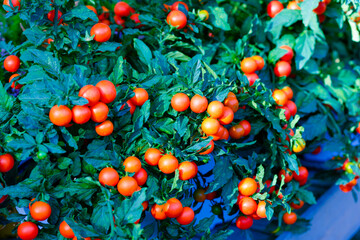 Autumn cherry or Jerusalem cherry ornamental plant for Christmas with bright orange red berries. Solanum Pseudocapsicum.  - obrazy, fototapety, plakaty