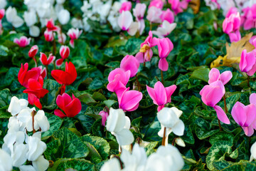 Cyclamen persicum, the Persian cyclamen, is a species of flowering herbaceous perennial plant growing from a tuber, native to rocky hillsides,