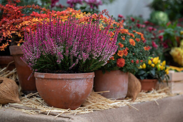 decorative heather calluna in clay pots