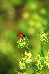 Fototapeta na wymiar red ladybug sits on a green parsley inflorescence
