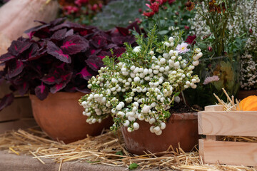 Autumn flowers and shrubs in pots. Autumn decor.