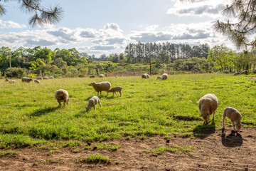 sheep with cubs in a green field
