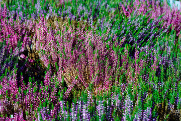 Naklejka premium field of flowers