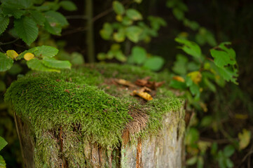 Tree trunk with moss in the forest - Autumn
