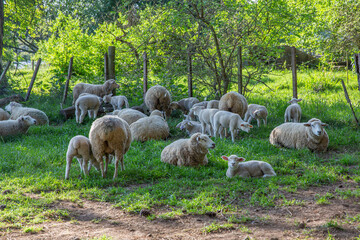 sheep with their young resting in the shade of trees