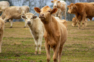 Obraz premium cows in a field