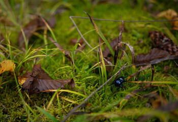 Blue beetle in the forest - Autumn
