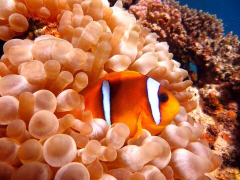 Red Sea Anemone