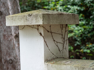 Sch&auml;den durch wildwichsendes Efeu