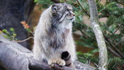 otocolobus manul