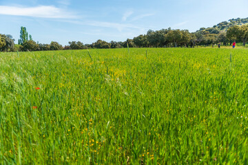 Obraz premium CAMPOS PRIMAVERA CASTILLA