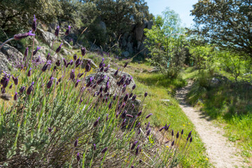 CAMPOS PRIMAVERA CASTILLA