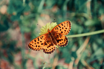 Orange butterfly on the flower above blue and green grass. Toned animals and nature image