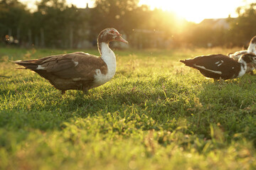 ducks on the background of the sunset. ducks in beautiful rays of light. green grass and ducks.