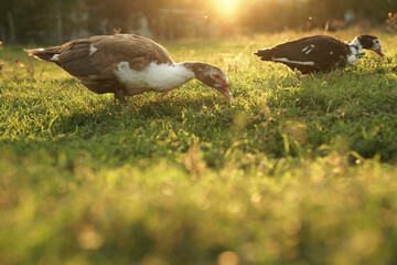 ducks on the background of the sunset. ducks in beautiful rays of light. ducks eat grass.