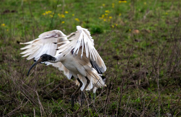 Australian White Ibis (Threskiornis molucca)