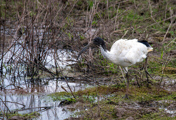 Australian White Ibis (Threskiornis molucca)