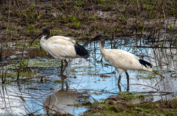 Australian White Ibis (Threskiornis molucca)