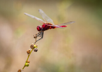 Red dragonfly on a branch, Sri Lanka