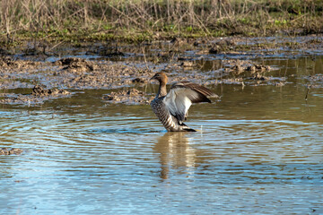 Australian wood duck (Chenonetta jubata)