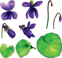 watercolor illustration of violets set