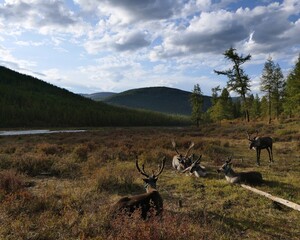 Reindeers