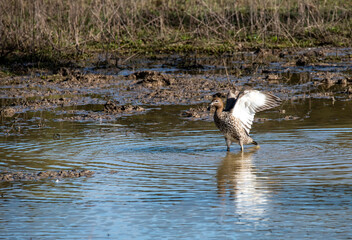 Australian wood duck (Chenonetta jubata)