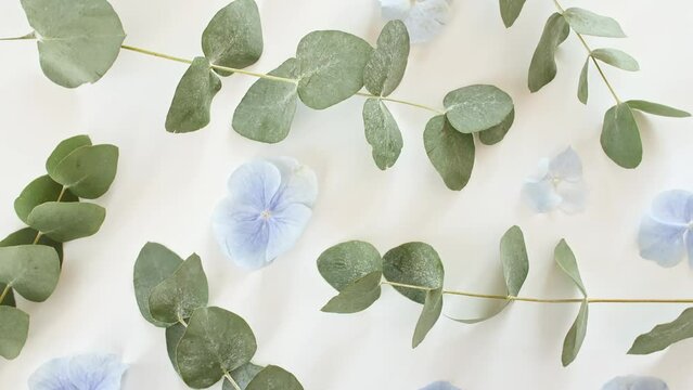 Green leaves eucalyptus isolated on a white revolving table. Eucalyptus extract, aromatic essential oil. Natural cosmetics for hair and skin care. High quality 4k footage