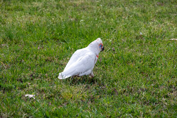 Long-billed Corella (Cacatua tenuirostris)