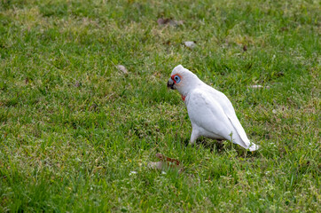 Long-billed Corella (Cacatua tenuirostris)