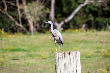 White-faced Heron (Egretta novaehollandiae)