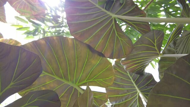 Slow motion under the bottom leaves of Alocasia Regal Shield, filmed in 4K 60fps