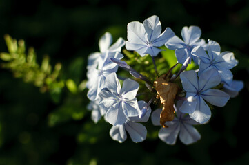 forget me not flowers
