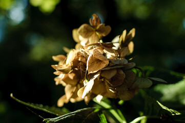 pine cone flower