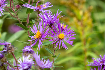Fototapeta premium Wild Aster in the Fall