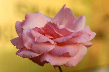 single pink rose in a public park during a sunny day with bokeh background